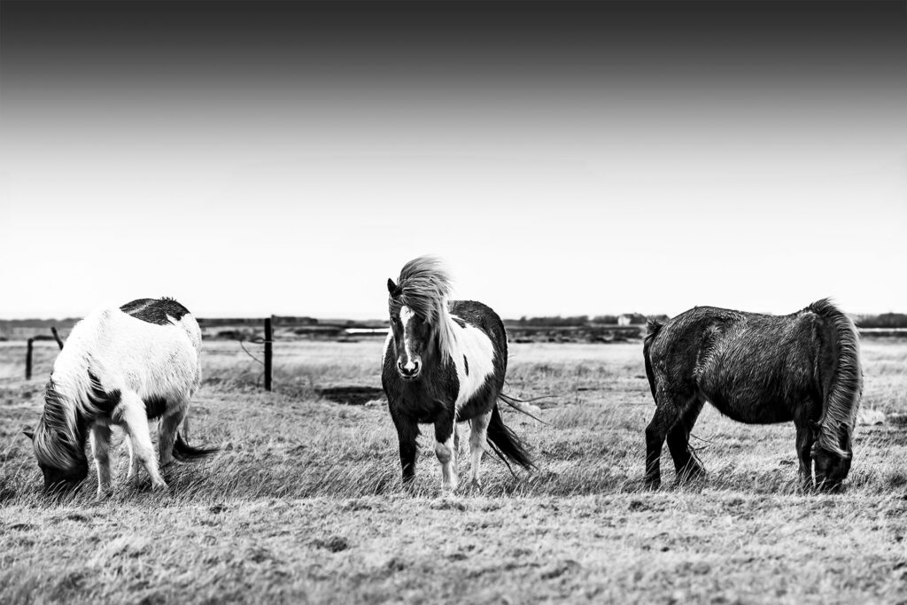 _IMG7867_web